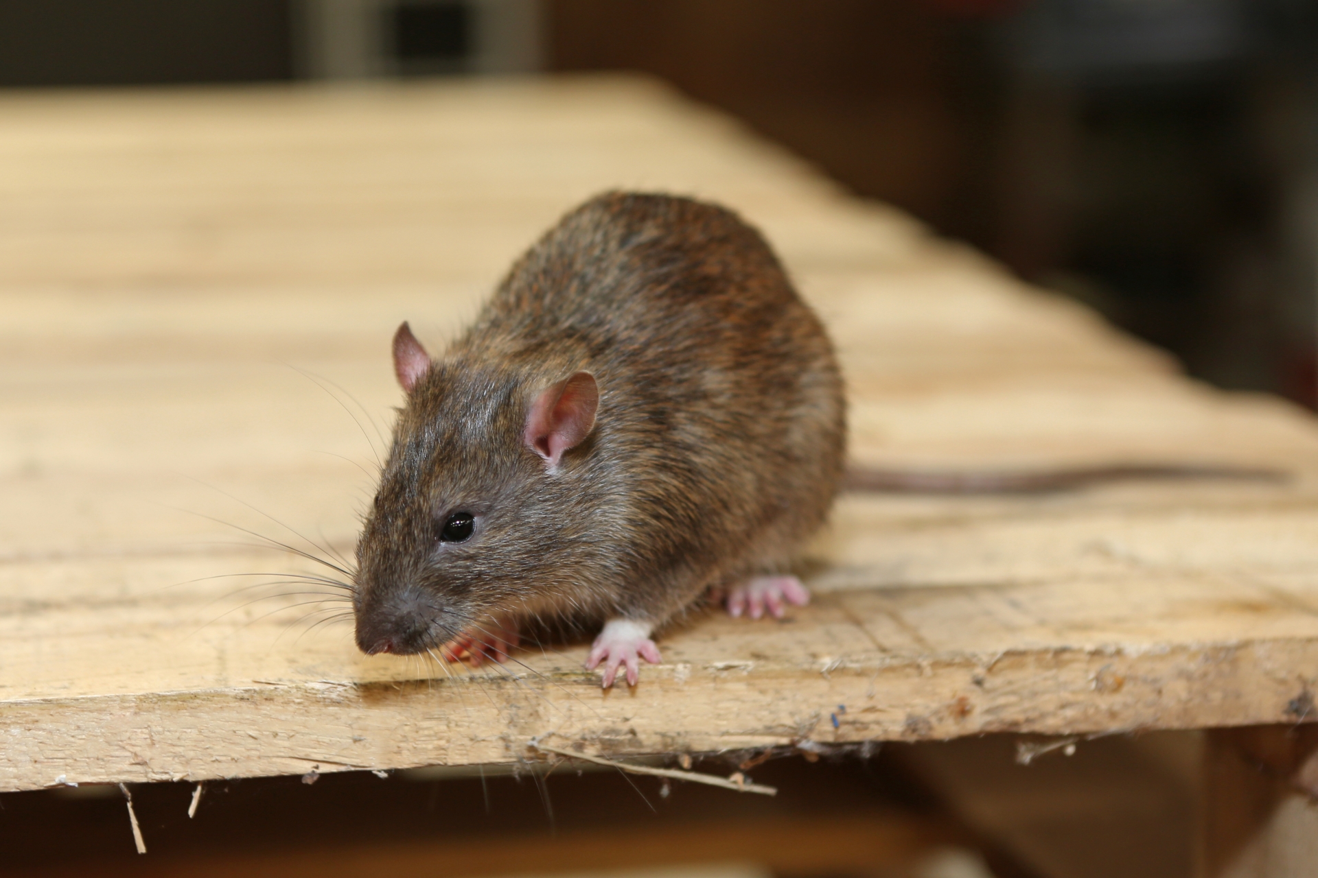 Rat extermination, Pest Control in West Drayton, Harmondsworth, Sipson, UB7. Call Now 020 8166 9746