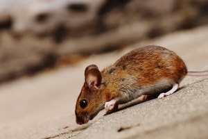 Mouse extermination, Pest Control in West Drayton, Harmondsworth, Sipson, UB7. Call Now 020 8166 9746