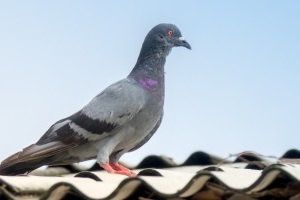 Pigeon Pest, Pest Control in West Drayton, Harmondsworth, Sipson, UB7. Call Now 020 8166 9746