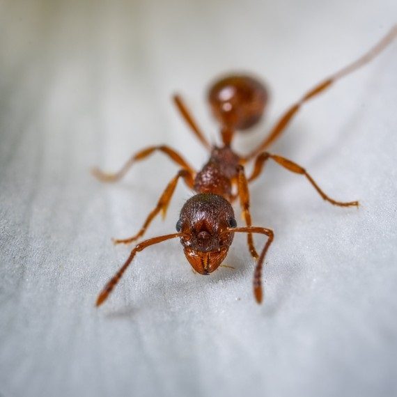 Field Ants, Pest Control in West Drayton, Harmondsworth, Sipson, UB7. Call Now! 020 8166 9746