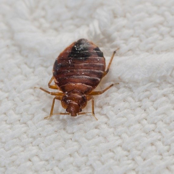 Bed Bugs, Pest Control in West Drayton, Harmondsworth, Sipson, UB7. Call Now! 020 8166 9746