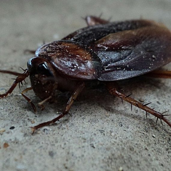 Cockroaches, Pest Control in West Drayton, Harmondsworth, Sipson, UB7. Call Now! 020 8166 9746