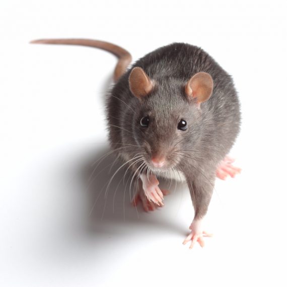 Rats, Pest Control in West Drayton, Harmondsworth, Sipson, UB7. Call Now! 020 8166 9746