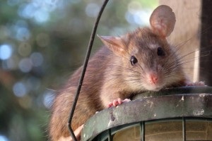Rat Infestation, Pest Control in West Drayton, Harmondsworth, Sipson, UB7. Call Now 020 8166 9746