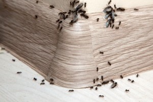 Ant Control, Pest Control in West Drayton, Harmondsworth, Sipson, UB7. Call Now 020 8166 9746
