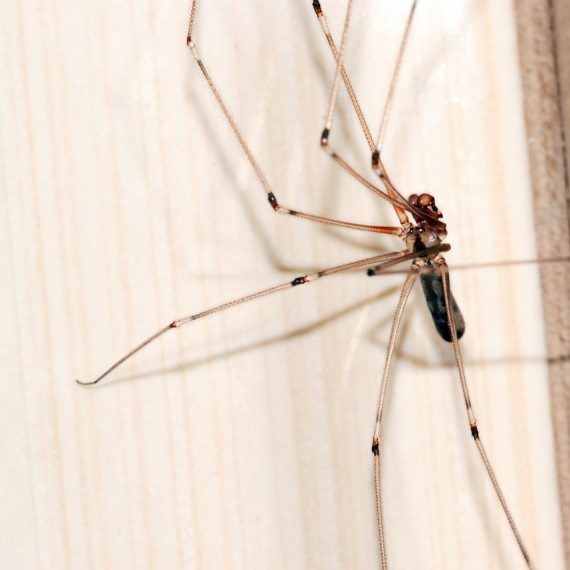 Spiders, Pest Control in West Drayton, Harmondsworth, Sipson, UB7. Call Now! 020 8166 9746