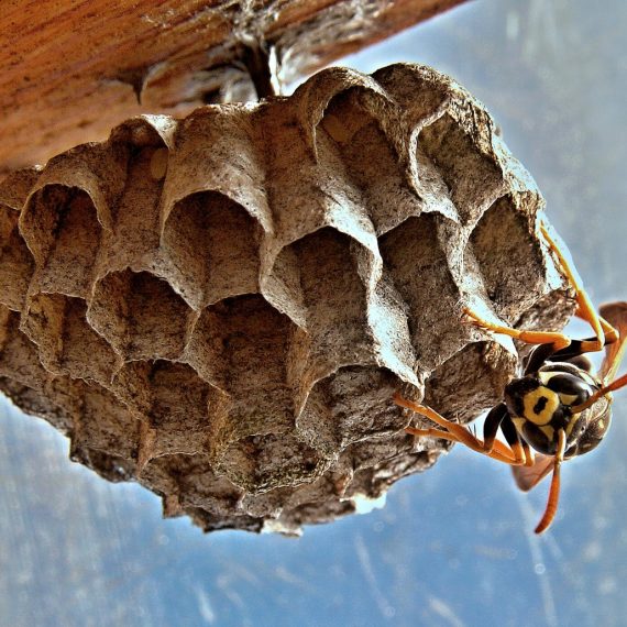 Wasps Nest, Pest Control in West Drayton, Harmondsworth, Sipson, UB7. Call Now! 020 8166 9746